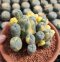 Lophophora Williamsii Variegata 9-10 cm 25 years old seed ownroot flower seedling ロフォフォラ　烏羽玉　仔吹き サボテン