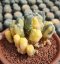 Lophophora Williamsii Variegata 9-10 cm 25 years old seed ownroot flower seedling ロフォフォラ　烏羽玉　仔吹き サボテン