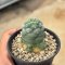 Lophophora koehresii  3-4 cm 10 years old seed ownroot flower seedling ロフォフォラ　烏羽玉　仔吹き サボテン