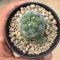 Lophophora koehresii  3-4 cm 10 years old seed ownroot flower seedling ロフォフォラ　烏羽玉　仔吹き サボテン