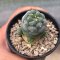 Lophophora koehresii  3-4 cm 10 years old seed ownroot flower seedling ロフォフォラ　烏羽玉　仔吹き サボテン