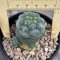 Lophophora koehresii  3-4 cm 10 years old seed ownroot flower seedling ロフォフォラ　烏羽玉　仔吹き サボテン