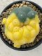 Lophophora Fricii 4-5 cm 12 years old seed ownroot flower seedling ロフォフォラ 烏羽玉　仔吹き サボテン