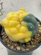 Lophophora Fricii 4-5 cm 12 years old seed ownroot flower seedling ロフォフォラ 烏羽玉　仔吹き サボテン