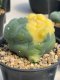 Lophophora Fricii 4-5 cm 12 years old seed ownroot flower seedling ロフォフォラ 烏羽玉　仔吹き サボテン