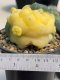 Lophophora Fricii 4-5 cm 12 years old seed ownroot flower seedling ロフォフォラ 烏羽玉　仔吹き サボテン