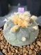 Lophophora Williamsii 6-7 cm 10 years old seed ownroot flower seedling ロフォフォラ　烏羽玉　仔吹き サボテン