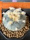 Lophophora Williamsii 6-7 cm 10 years old seed ownroot flower seedling ロフォフォラ　烏羽玉　仔吹き サボテン