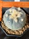 Lophophora Williamsii 6-7 cm 10 years old seed ownroot flower seedling ロフォフォラ　烏羽玉　仔吹き サボテン