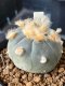 Lophophora Williamsii 6-7 cm 10 years old seed ownroot flower seedling ロフォフォラ　烏羽玉　仔吹き サボテン