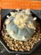 Lophophora Williamsii 6-7 cm 10 years old seed ownroot flower seedling ロフォフォラ　烏羽玉　仔吹き サボテン