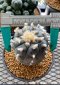 Lophophora Williamsii 5-6 cm 15 years old seed ownroot flower seedling ロフォフォラ 烏羽玉　仔吹き サボテン