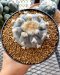 Lophophora Williamsii 5-6 cm 15 years old seed ownroot flower seedling ロフォフォラ 烏羽玉　仔吹き サボテン