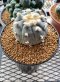 Lophophora Williamsii 5-6 cm 15 years old seed ownroot flower seedling ロフォフォラ 烏羽玉　仔吹き サボテン