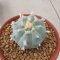 Rare Lophophora Williamsii huizache 6-7 cm 10 years old seed ownroot flower seedling ロフォフォラ　烏羽玉　仔吹き サボテン