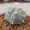 Rare Lophophora Williamsii huizache 6-7 cm 10 years old seed ownroot flower seedling ロフォフォラ　烏羽玉　仔吹き サボテン