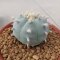 Rare Lophophora Williamsii huizache 6-7 cm 10 years old seed ownroot flower seedling ロフォフォラ　烏羽玉　仔吹き サボテン