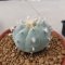 Rare Lophophora Williamsii huizache 6-7 cm 10 years old seed ownroot flower seedling ロフォフォラ　烏羽玉　仔吹き サボテン