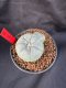 Lophophora Williamsii 6-7 cm 10 years old seed ownroot flower seedling ロフォフォラ　烏羽玉　仔吹き　サボテン