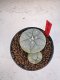 Lophophora Williamsii 6-7 cm 10 years old seed ownroot flower seedling ロフォフォラ　烏羽玉　仔吹き　サボテン