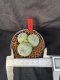 Lophophora Williamsii 6-7 cm 10 years old seed ownroot flower seedling ロフォフォラ　烏羽玉　仔吹き　サボテン