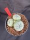 Lophophora Williamsii 6-7 cm 10 years old seed ownroot flower seedling ロフォフォラ　烏羽玉　仔吹き　サボテン