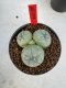 Lophophora Williamsii 6-7 cm 10 years old seed ownroot flower seedling ロフォフォラ　烏羽玉　仔吹き　サボテン