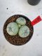 Lophophora Williamsii 6-7 cm 10 years old seed ownroot flower seedling ロフォフォラ　烏羽玉　仔吹き　サボテン