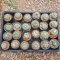 24x Lophophora Williamsii  5-6 cm 12 years old seed ownroot flower seedling ロフォフォラ　烏羽玉　仔吹き サボテン