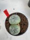 Lophophora Williamsii 6-7 cm 10 years old seed ownroot flower seedling ロフォフォラ　烏羽玉　仔吹き　サボテン