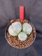 Lophophora Williamsii 6-7 cm 10 years old seed ownroot flower seedling ロフォフォラ　烏羽玉　仔吹き　サボテン