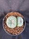 Lophophora Williamsii 6-7 cm 10 years old seed ownroot flower seedling ロフォフォラ　烏羽玉　仔吹き　サボテン