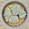 Lophophora fricii cristata  5-6 cm 12 years old seed ownroot flower seedling ロフォフォラ　烏羽玉　仔吹き サボテン