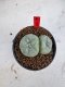 Lophophora Williamsii 6-7 cm 10 years old seed ownroot flower seedling ロフォフォラ　烏羽玉　仔吹き　サボテン