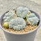 Lophophora fricii cristata  5-6 cm 12 years old seed ownroot flower seedling ロフォフォラ　烏羽玉　仔吹き サボテン