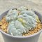 Lophophora fricii cristata  5-6 cm 12 years old seed ownroot flower seedling ロフォフォラ　烏羽玉　仔吹き サボテン