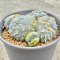 Lophophora fricii cristata  5-6 cm 12 years old seed ownroot flower seedling ロフォフォラ　烏羽玉　仔吹き サボテン