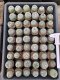54xLophophora fricii ibo ooibo yatagai  5-6 cm 12 years old seed ownroot flower seedling ロフォフォラ　烏羽玉　仔吹き サボテン