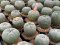 54xLophophora fricii ibo ooibo yatagai  5-6 cm 12 years old seed ownroot flower seedling ロフォフォラ　烏羽玉　仔吹き サボテン