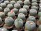 54xLophophora fricii ibo ooibo yatagai  5-6 cm 12 years old seed ownroot flower seedling ロフォフォラ　烏羽玉　仔吹き サボテン