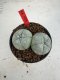 Lophophora Williamsii 6-7 cm 10 years old seed ownroot flower seedling ロフォフォラ　烏羽玉　仔吹き　サボテン