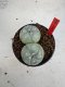 Lophophora Williamsii 6-7 cm 10 years old seed ownroot flower seedling ロフォフォラ　烏羽玉　仔吹き　サボテン