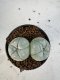 Lophophora Williamsii 6-7 cm 10 years old seed ownroot flower seedling ロフォフォラ　烏羽玉　仔吹き　サボテン