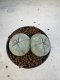 Lophophora Williamsii 6-7 cm 10 years old seed ownroot flower seedling ロフォフォラ　烏羽玉　仔吹き　サボテン