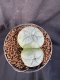 Lophophora Williamsii 6-7 cm 10 years old seed ownroot flower seedling ロフォフォラ　烏羽玉　仔吹き　サボテン