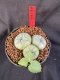 Lophophora Williamsii 6-7 cm 10 years old seed ownroot flower seedling ロフォフォラ　烏羽玉　仔吹き サボテン