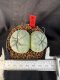 Lophophora Williamsii 6-7 cm 10 years old seed ownroot flower seedling ロフォフォラ　烏羽玉　仔吹き サボテン