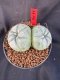 Lophophora Williamsii 6-7 cm 10 years old seed ownroot flower seedling ロフォフォラ　烏羽玉　仔吹き サボテン