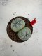 Lophophora Williamsii 6-7 cm 10 years old seed ownroot flower seedling ロフォフォラ　烏羽玉　仔吹き サボテン