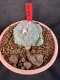 Lophophora Williamsii 6-7 cm 10 years old seed ownroot flower seedling ロフォフォラ　烏羽玉　仔吹き サボテン